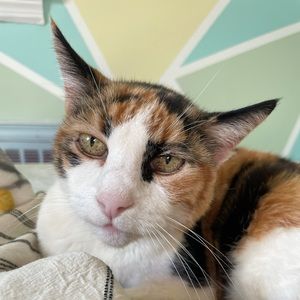 Meet your Posher, Elizabeth